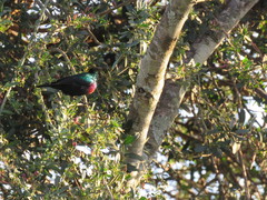 Cinnyris bifasciatus microrhynchus