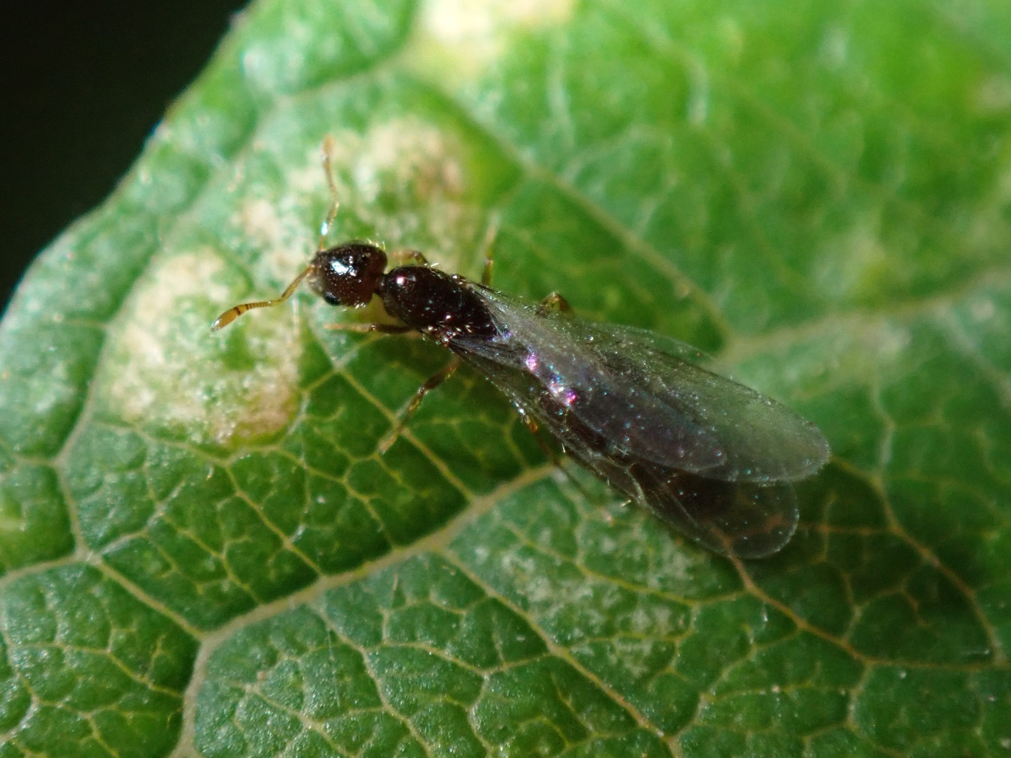 Solenopsis canariensis