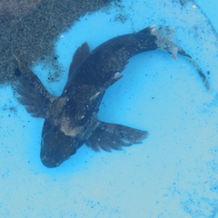 Choridactylus multibarbus