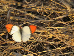 Colotis annae annae