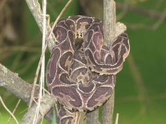 Bothrops alternatus