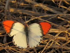 Colotis annae annae