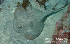 Urolophus cruciatus