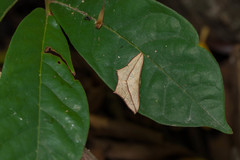 Timandra convectaria