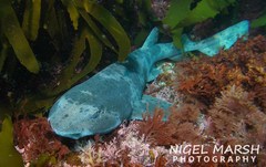 Australian Swellshark photo 5