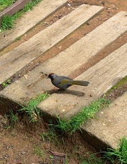 Trochalopteron melanostigma