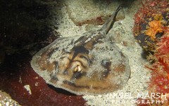 Urolophus cruciatus