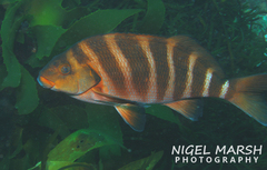 Chirodactylus spectabilis