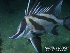 Richardson's Boarfish photo 4