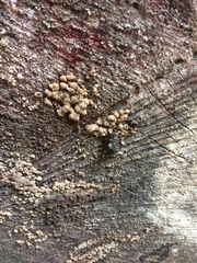 Fungi