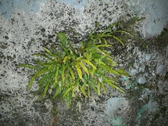 Pteris cretica