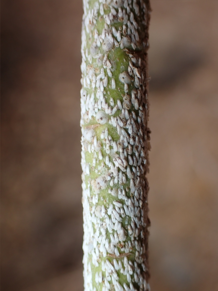 Diaspis barrancorum