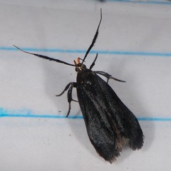 Dichomeris nonstrigella