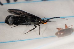 Dichomeris nonstrigella