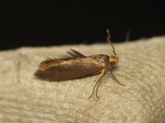Crassa unitella