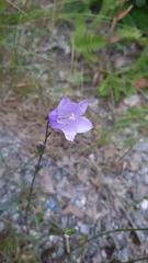 Campanula rotundifolia