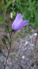 Campanula rotundifolia