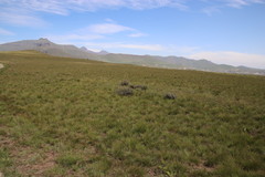 Lotononis lotononoides