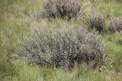 Lotononis lotononoides