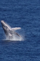 Megaptera novaeangliae australis