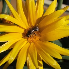 Lasioglossum