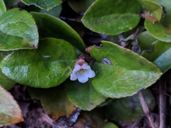 Gaultheria humifusa