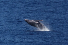 Megaptera novaeangliae australis