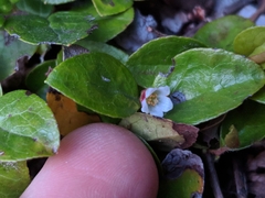 Gaultheria humifusa