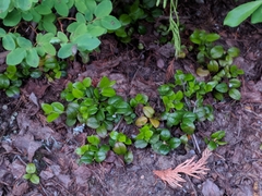 Gaultheria humifusa