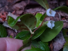 Gaultheria humifusa