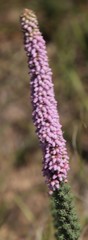 Erica alopecurus