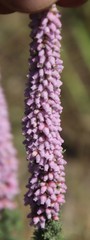 Erica alopecurus
