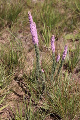 Erica alopecurus