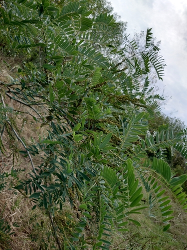 false indigo bush