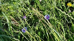 Centaurea cyanus