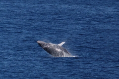 Megaptera novaeangliae australis