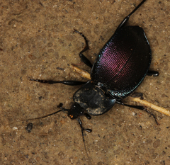 Scaphinotus elevatus