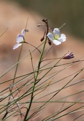 Heliophila carnosa