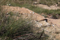 Heliophila carnosa