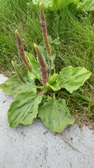 Plantago major