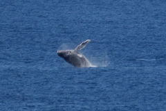 Megaptera novaeangliae australis