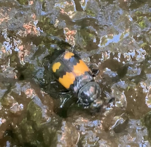Lesser Vespillo Burying Beetle, Heusden wonen, Heusden, Brabant, NL, photo 7 of 10