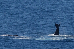 Megaptera novaeangliae australis