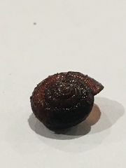 Thalassohelix igniflua