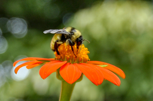 American Bumble Bee photographed in Delaware
