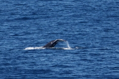 Megaptera novaeangliae australis