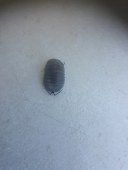 Armadillidium pallasii
