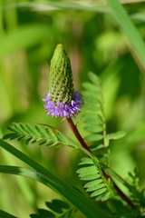 Dalea foliosa