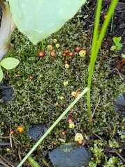 Splachnum luteum
