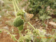 Lycaena ochimus